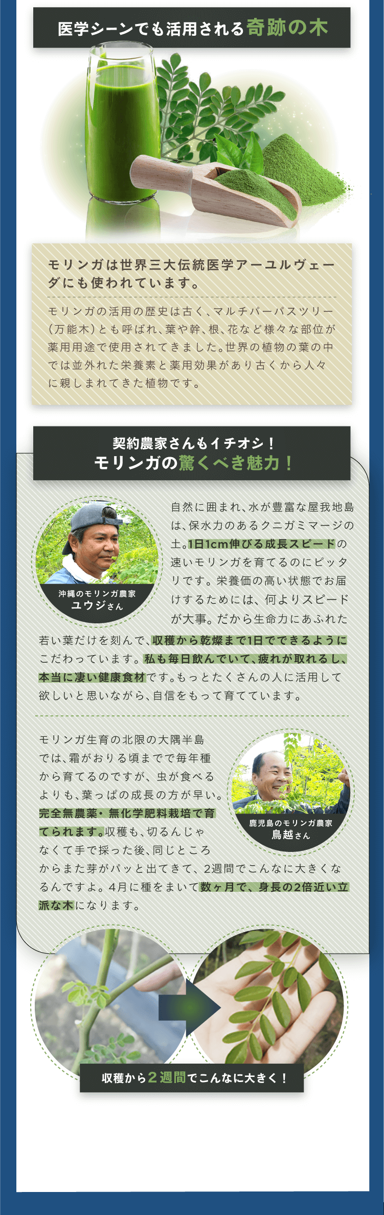 医学シーンでも活用される奇跡の木